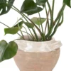MONSTERA PLANT 2025 Featured MONSTERA PLANT 2025 Featured