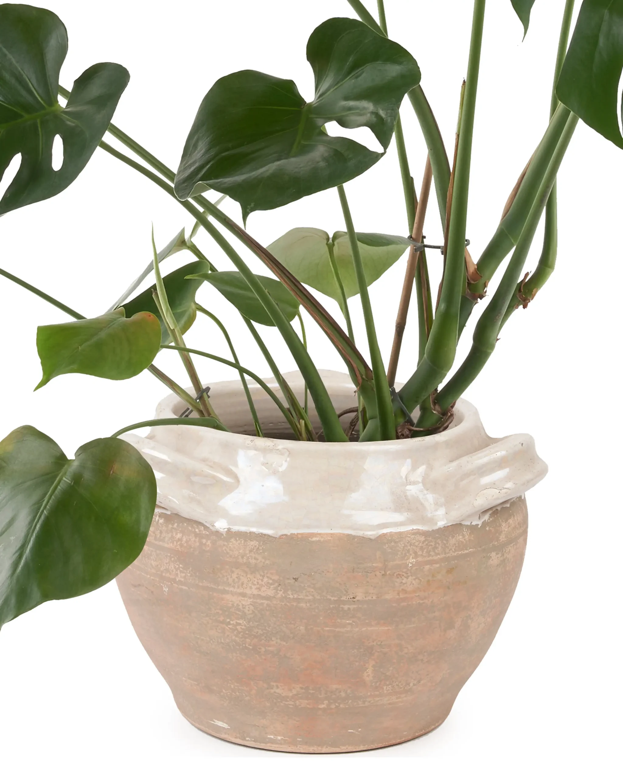 MONSTERA PLANT 2025 Featured MONSTERA PLANT 2025 Featured