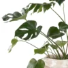MONSTERA PLANT 2025 Featured3 MONSTERA PLANT 2025 Featured3