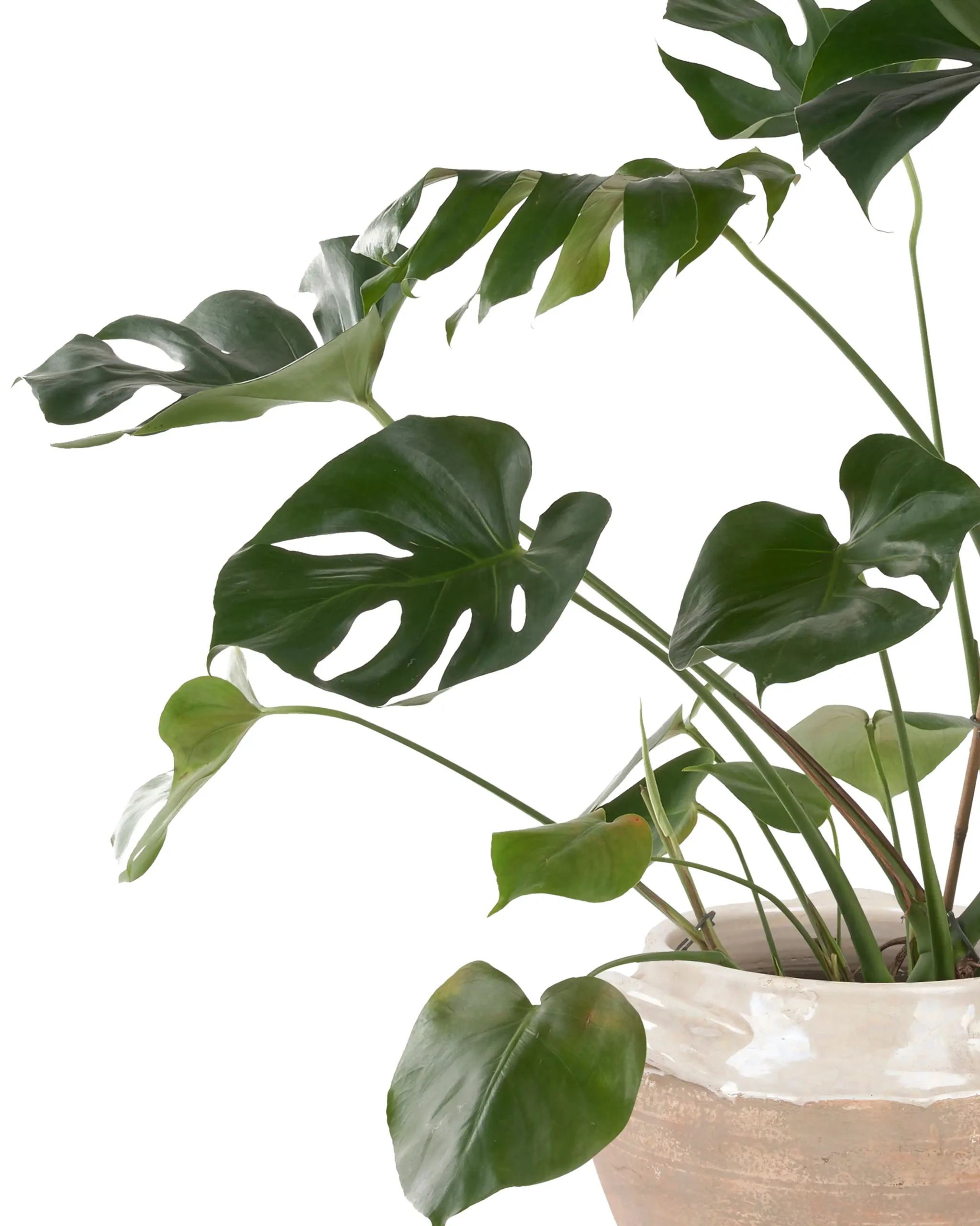 MONSTERA PLANT 2025 Featured3 MONSTERA PLANT 2025 Featured3