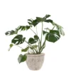 MONSTERA PLANT JUNE 9 2023 copy scaled 1