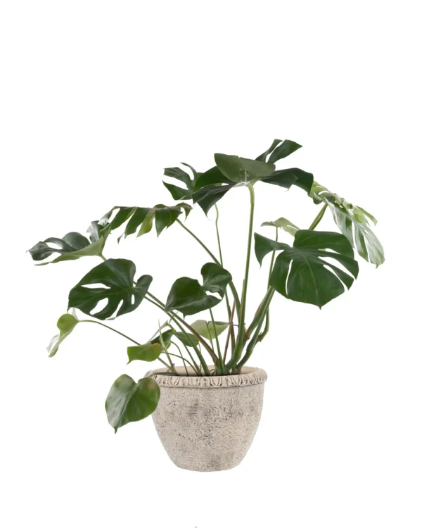 MONSTERA PLANT JUNE 9 2023 copy scaled 1