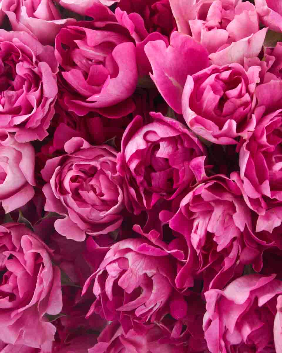 Magenta Magic JUNE 20 2023 2 Magenta Magic JUNE 20 2023 2
