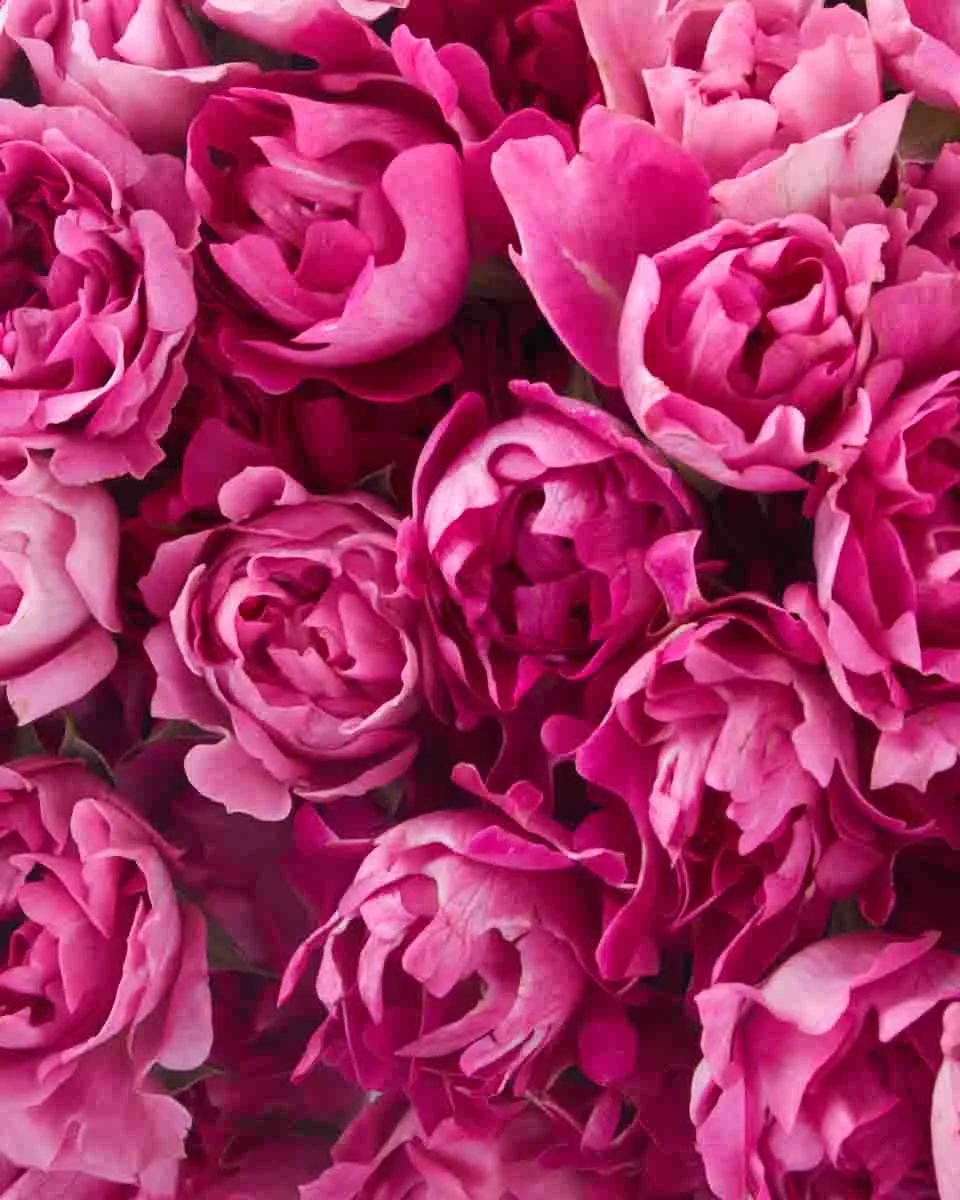 Magenta Magic JUNE 20 2023 2 Magenta Magic JUNE 20 2023 2