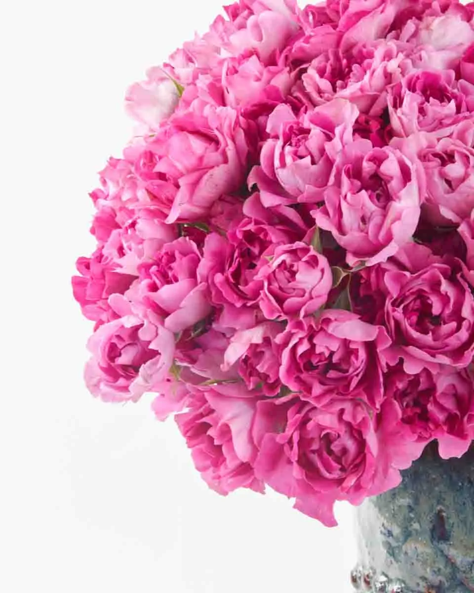 Magenta Magic JUNE 20 2023 Magenta Magic JUNE 20 2023