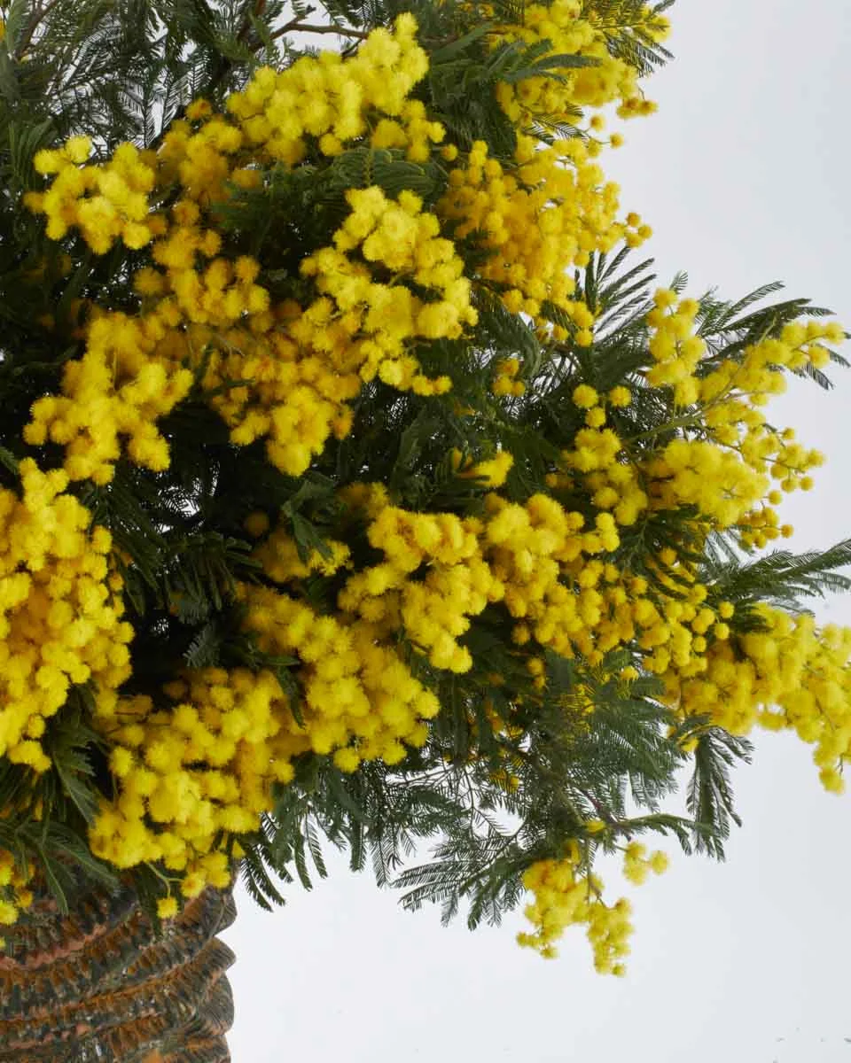 Mimosa PartyNEW ITEM 1 Mimosa PartyNEW ITEM 1