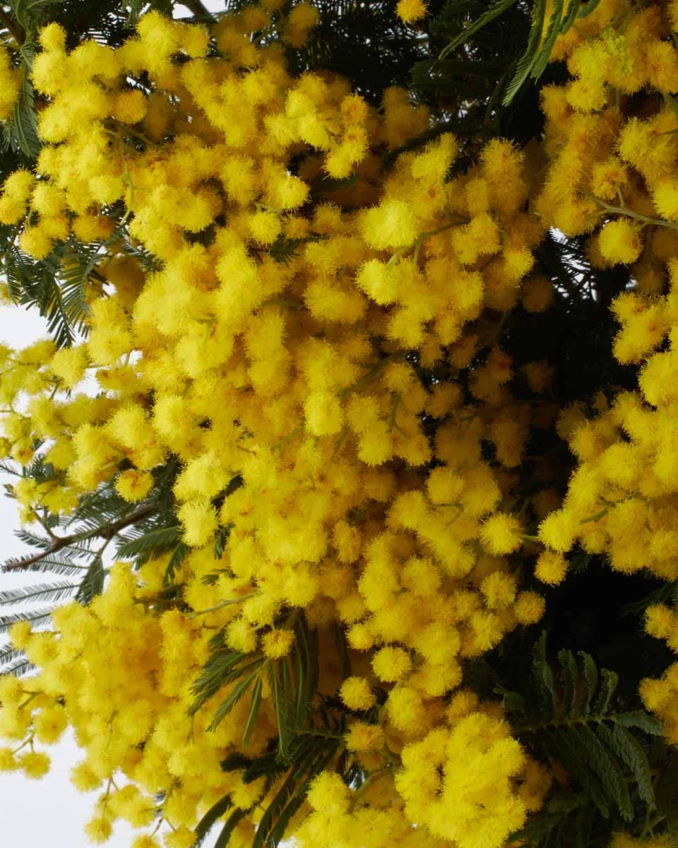 Mimosa PartyNEW ITEM 1 3 copy Mimosa PartyNEW ITEM 1 3 copy