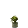 Miss Planty