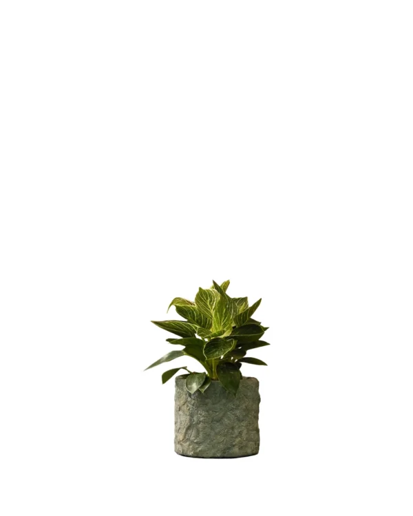 Miss Planty