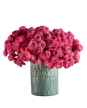 My Darling Cerise 19 Jan 2026