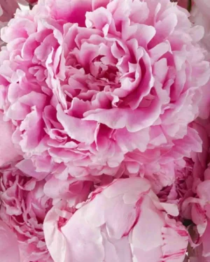 My Love for Peonies JUNE 14 2023 2