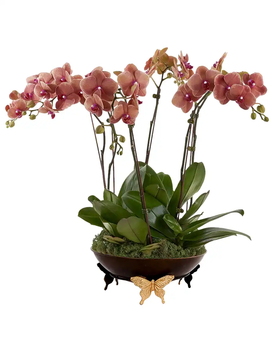 Orange Harmony 31 Oct 2025 Orange Harmony 31 Oct 2025