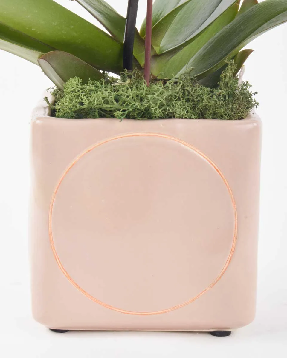 Orange Orchid on Nude Pot JUNE 15 2023 2 Orange Orchid on Nude Pot JUNE 15 2023 2