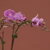 Orchid Blooms Detailed