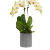 Orchid Dreams Yellow