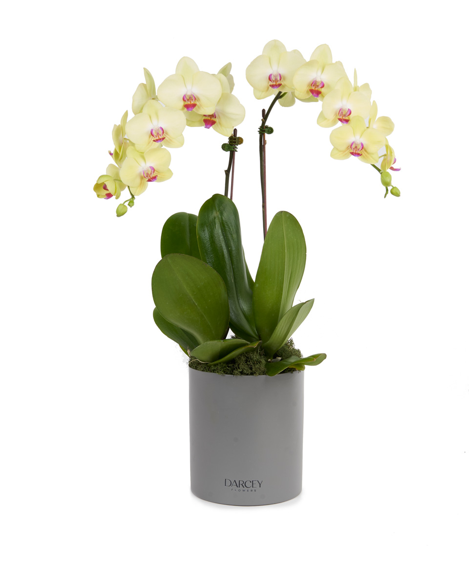 Orchid Dreams Yellow