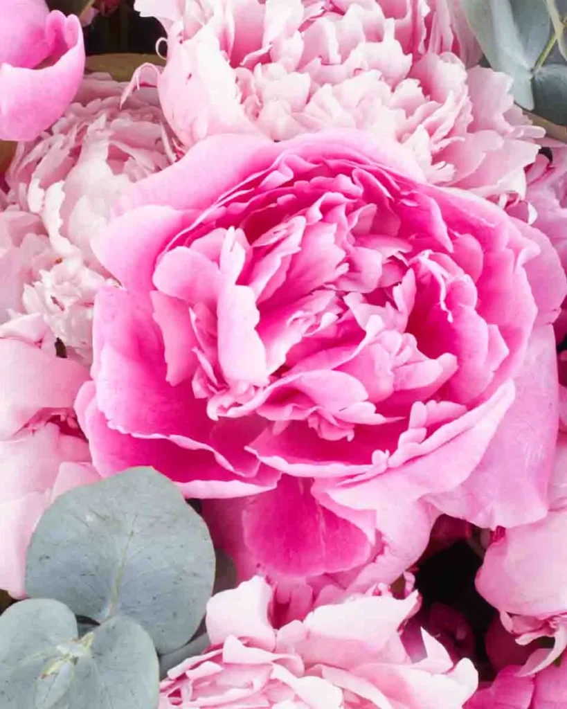 PEONY LOVER GRAND JUNE 9 2023 2 1