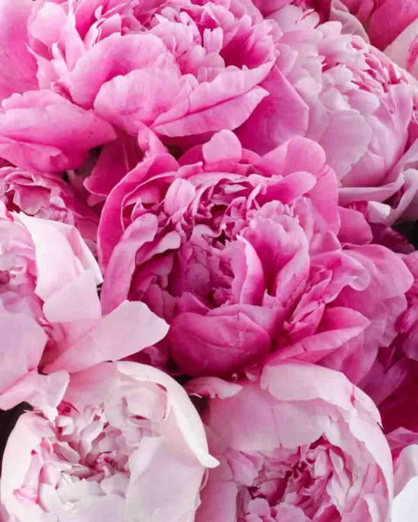 PEONY LOVER SUPERB JUNE 9 2023 1 1