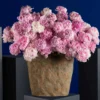 PEONY PERFECTION PEONY PERFECTION