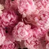 PEONY PERFECTION 3 PEONY PERFECTION 3