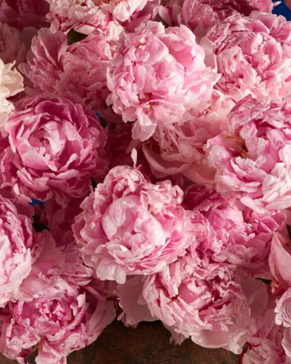 PEONY PERFECTION 3