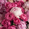 PINK AVALANCHE REMOVE VANDA PINK 2 2025 PINK AVALANCHE REMOVE VANDA PINK 2 2025