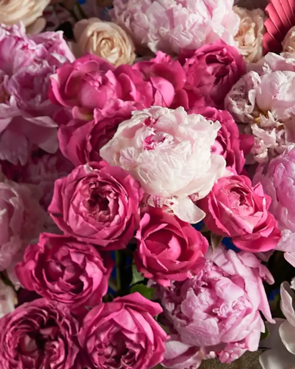 PINK AVALANCHE REMOVE VANDA PINK 2 2025