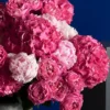 PINK DELIGHT 2 2025 PINK DELIGHT 2 2025