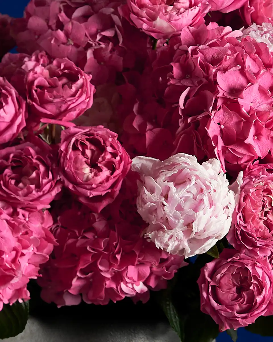 PINK DELIGHT 3 2025 PINK DELIGHT 3 2025
