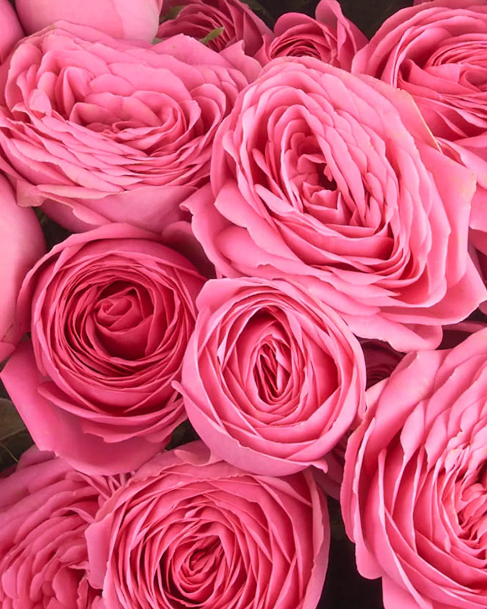 PINK GISELLE IMPRESIVE JUNE 7 2023 2