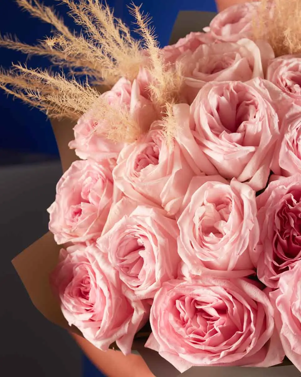 PINK OHARA LOVE superb 2 PINK OHARA LOVE superb 2