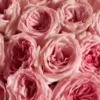 PINK OHARA LOVE superb 3 PINK OHARA LOVE superb 3