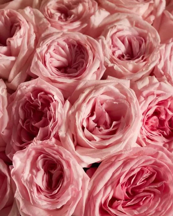 PINK OHARA LOVE superb 3