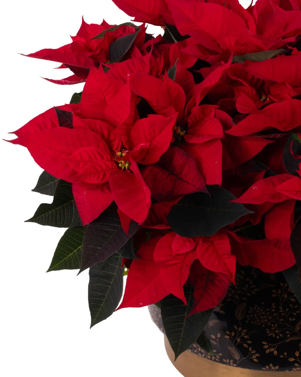 POINSETTIA GALORENEW PRODUCT1 VASE LEFT2 DETAILS POINSETTIA GALORENEW PRODUCT1 VASE LEFT2 DETAILS