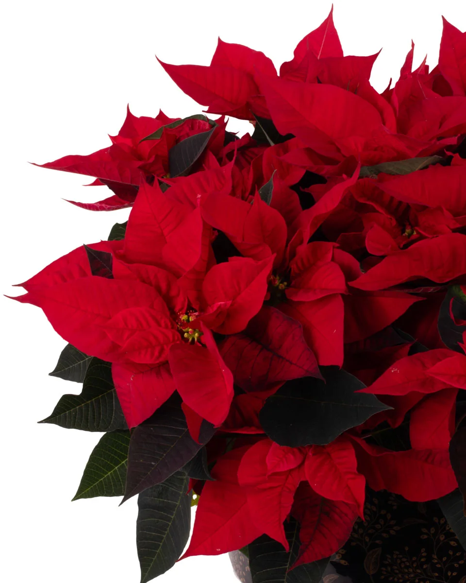 POINSETTIA GALORENEW PRODUCT1 VASE LEFT DETAILS POINSETTIA GALORENEW PRODUCT1 VASE LEFT DETAILS