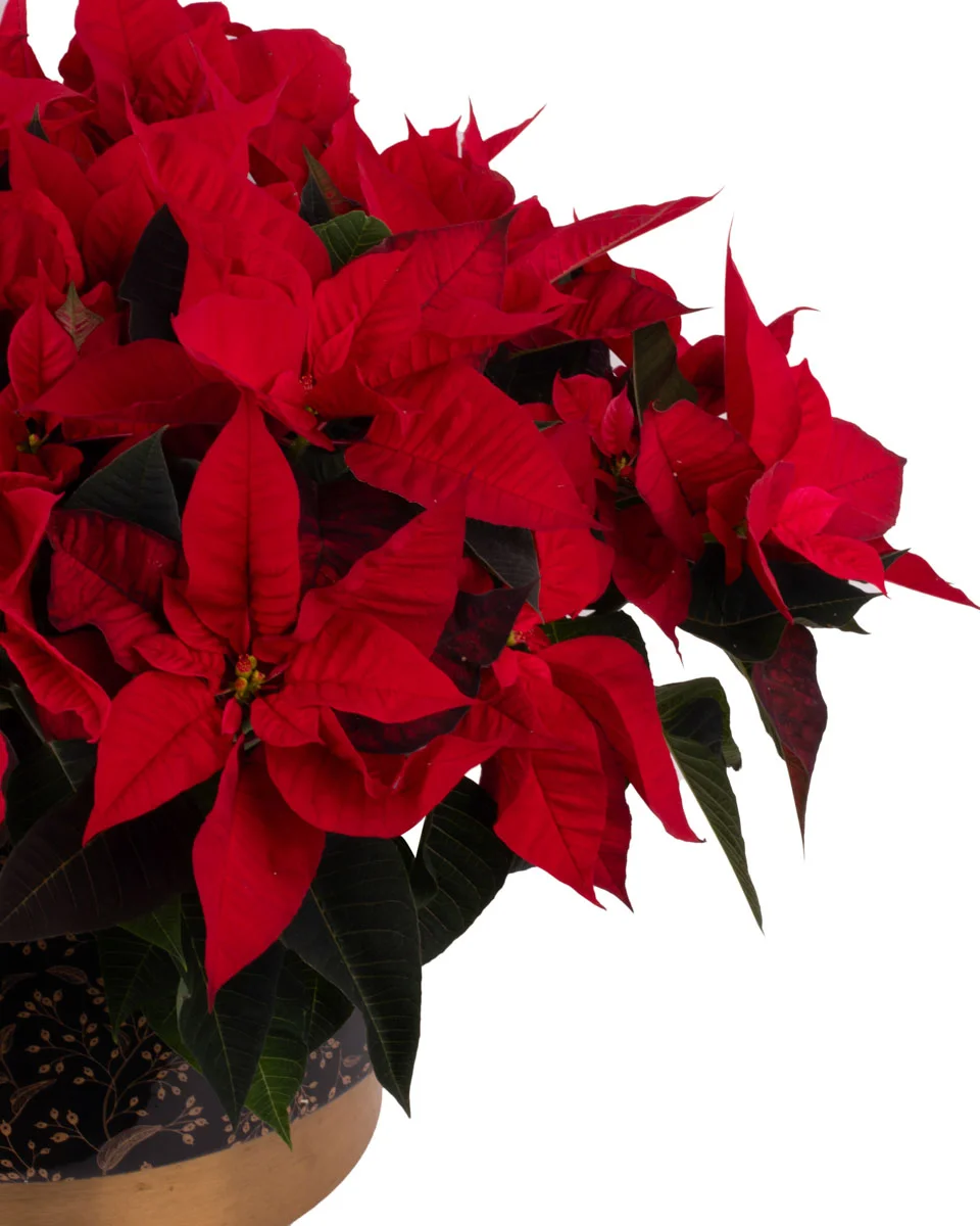 POINSETTIA GALORENEW PRODUCT1 VASE RIGHT DETAILS POINSETTIA GALORENEW PRODUCT1 VASE RIGHT DETAILS