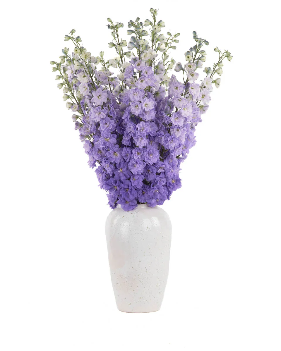 PURPLE LOVER JUNE 2, 2023 20 PURPLE LOVER JUNE 2, 2023 20