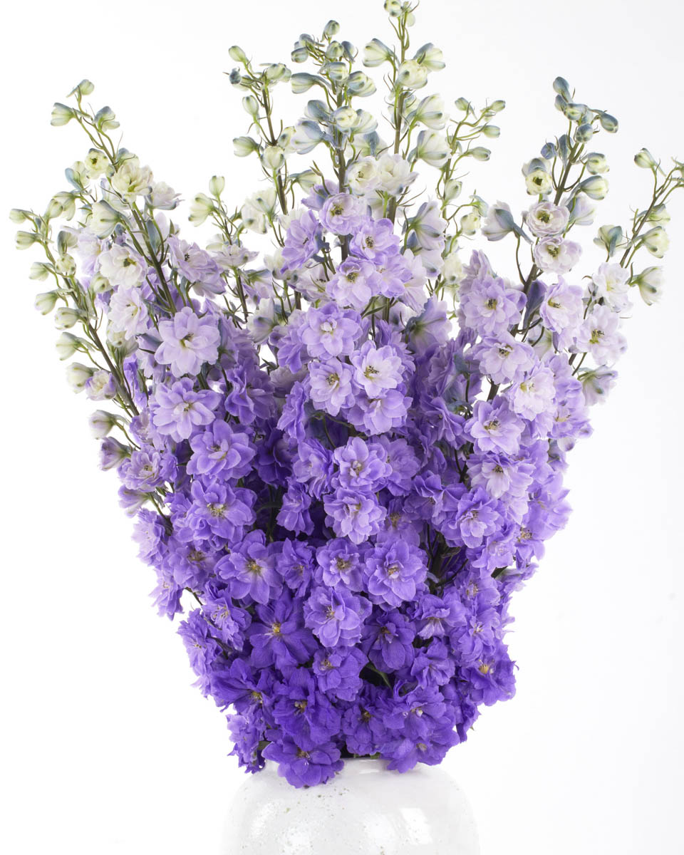 PURPLE LOVER JUNE 2, 2023 2 PURPLE LOVER JUNE 2, 2023 2