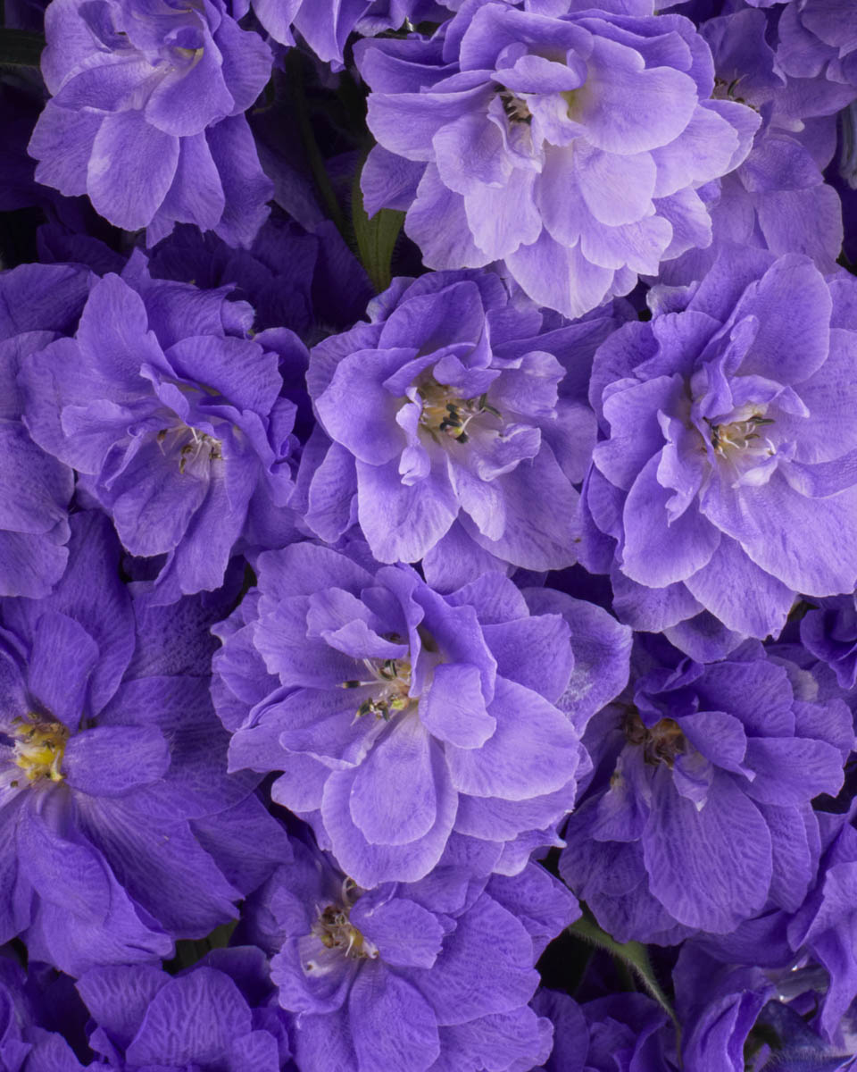 PURPLE LOVER JUNE 2, 2023 4 PURPLE LOVER JUNE 2, 2023 4