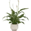 Peace Lily on Pella Vase 2025 Peace Lily on Pella Vase 2025