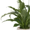 Peace Lily on Pella Vase 2025 Details Peace Lily on Pella Vase 2025 Details