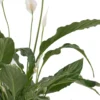 Peace Lily on Pella Vase 2025 Details 3 Peace Lily on Pella Vase 2025 Details 3