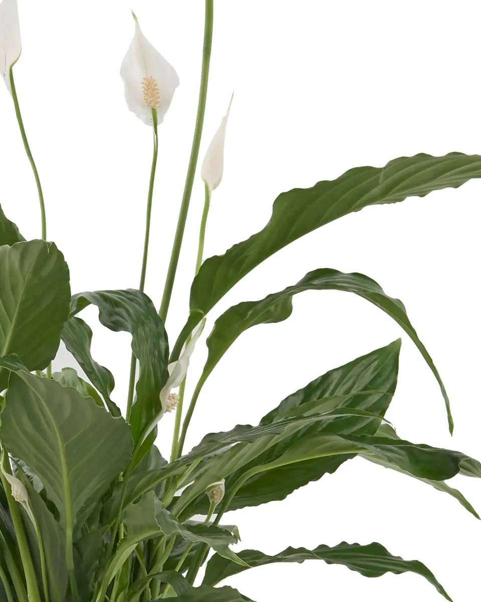 Peace Lily on Pella Vase 2025 Details 3 Peace Lily on Pella Vase 2025 Details 3