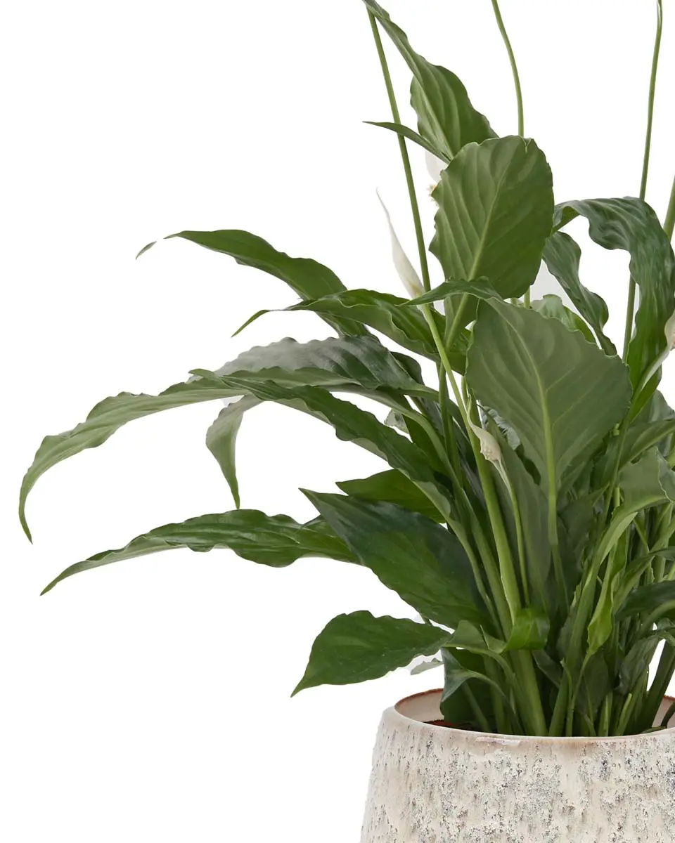 Peace Lily on Pella Vase 2025 Details Peace Lily on Pella Vase 2025 Details