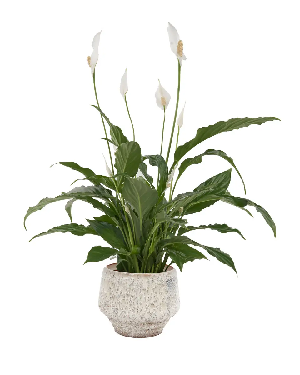 Peace Lily on Pella Vase 2025 Peace Lily on Pella Vase 2025