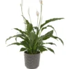 Peace Lily on Pella Vase JUNE 19 2023