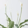 Peace Lily on Pella Vase JUNE 19 2023 2