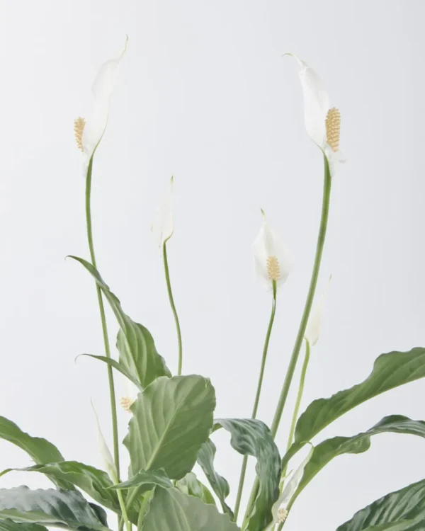 Peace Lily on Pella Vase JUNE 19 2023 2