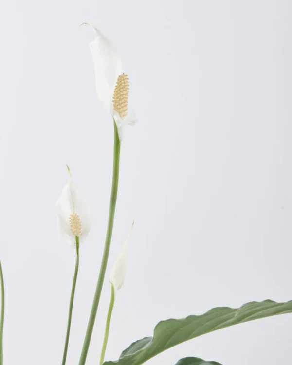 Peace Lily on Pella Vase JUNE 19 2023 3