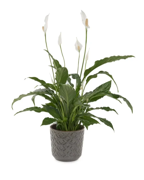 Peace Lily on Pella Vase JUNE 19 2023